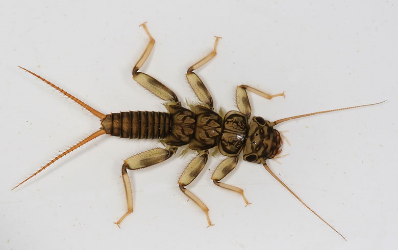 Juvenile Stonefly